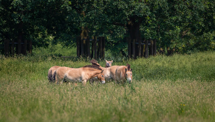 Przewalski horse Netherlands