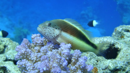 fish, underwater, coral, 