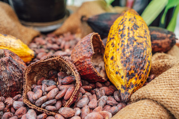 Cacao Tree. Organic cocoa fruit pods in nature. Theobroma cacao.