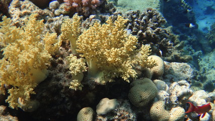 fish, underwater, coral, 