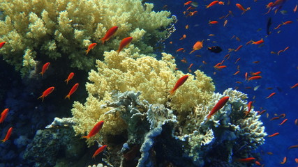 Naklejka na ściany i meble fish, underwater, coral, 