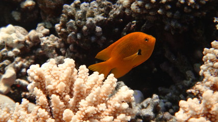 fish, underwater, coral, 