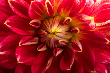 Red dahlia flower isolated on white background