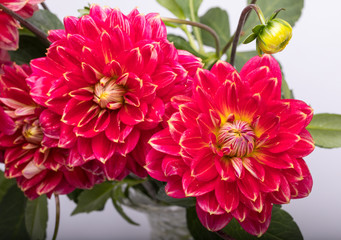 Red dahlia flower isolated on white background