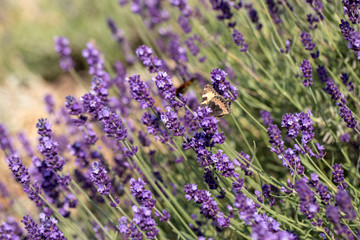  the blooming lavender flowers in Provence, near Sault, France