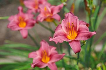 Vibrant pink lilies in a summer flowerbed