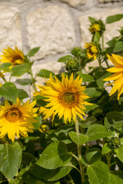 Blooming sunflowers against the background of a limestone wall