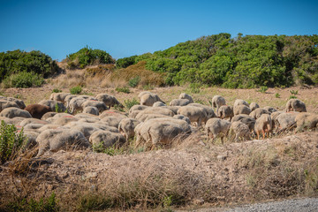 Fototapeta na wymiar flock of sheep in a grassland by the sea