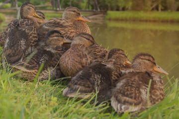 Six young mallard   ducks are sleeping together