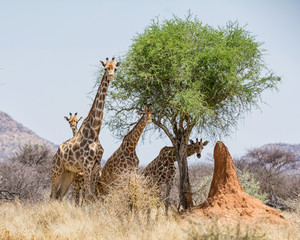 Fototapeta premium Giraffes