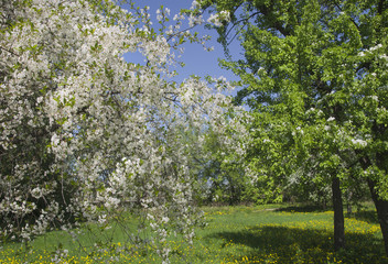 Fototapeta na wymiar Blossom tree in park