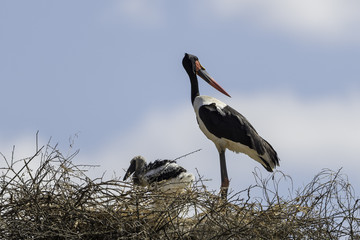 Saddle-billed Stork - Zadelbekooievaar