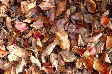 Top view of a layer of fallen autumn multicoloured leaves on ground in the forest