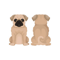 Flat vector illustration of funny pug puppy, front and back view. Small domestic dog with round head, short muzzle and curled tail