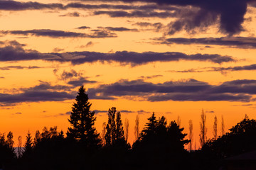 Colorful sunset with many tree silhouette shapes with clouds in the background