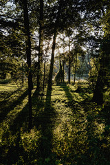 Shadows of tress in forest during sunset
