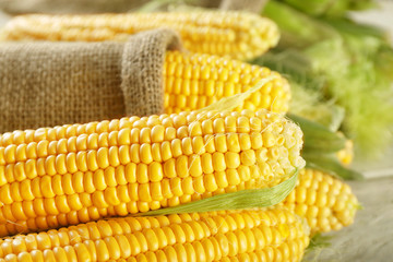 Fresh corn cobs, closeup