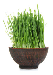 Bowl with sprouted wheat grass on white background