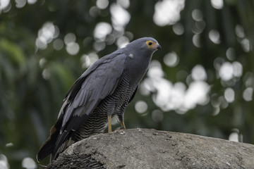 African Harrier Hawk - Kaalkopkiekendief