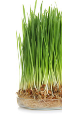 Sprouted wheat grass on white background