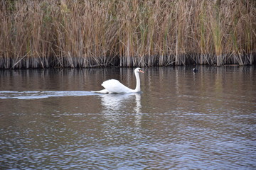 swan in lake
