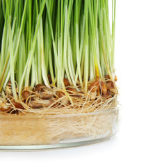 Sprouted wheat grass on white background, closeup