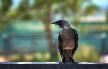 Bird in a zoo