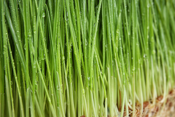 Fototapeta na wymiar Sprouted wheat grass with water drops, closeup