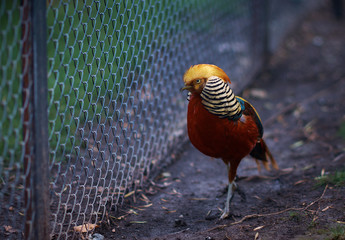 Bird in a zoo