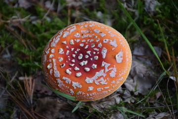 red mushroom