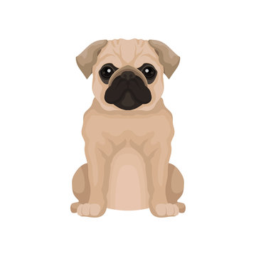 Flat vector icon of cute pug puppy. Small domestic dog with round head and short muzzle. Element for poster or banner of pet store