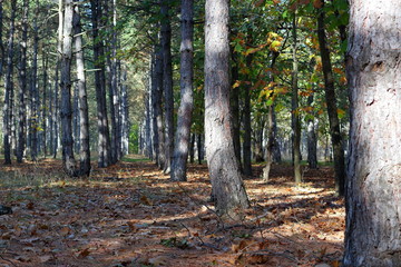 Path in the pines forest