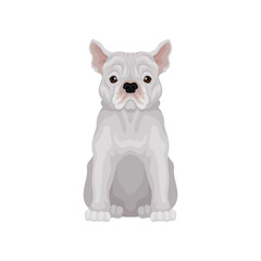 Adorable sitting french bulldog. Small breed of domestic dog. Human s best friend. Flat vector for t-shirt print or poster of pet clinic