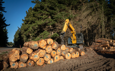 Logging equipment stacks processed logs in pine forest in New Zealand © paule