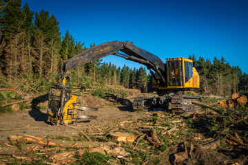 Tracked forestry machine in pine forest