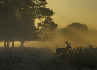 Deer Silhouette with mist and trees