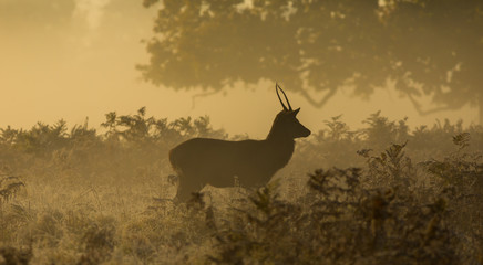 Young stag silhouette