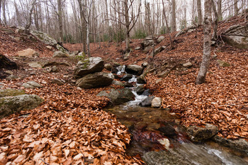 Mountain Creek in Monsenny National Park, Catalonia, Spain