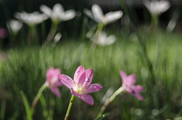 fairy lily in rain bokeh bright 