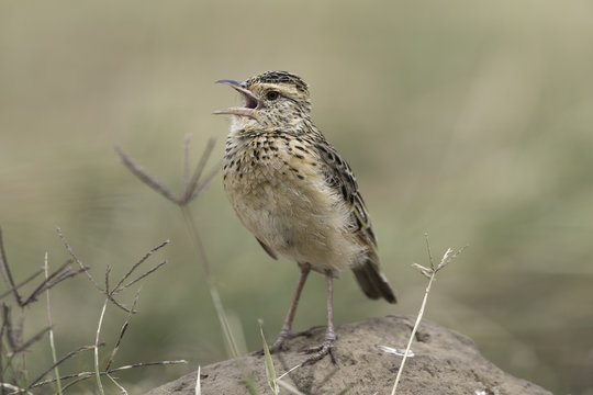 Rufous-naped Lark - Roodnekleeuwerik