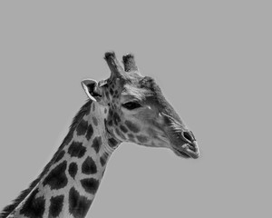 Giraffe Portrait