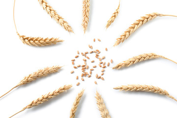 Composition with wheat spikelets on white  background