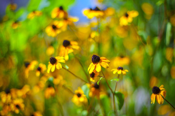 yellow flower blossom in garden