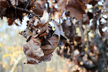 Dry yellow leaves of oak on a branch in the autumn forest