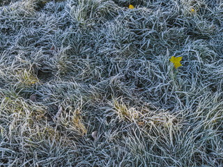 grass, nature, straw