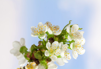 Spring blossom on cherry twig