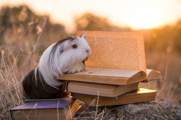 guinea pig book