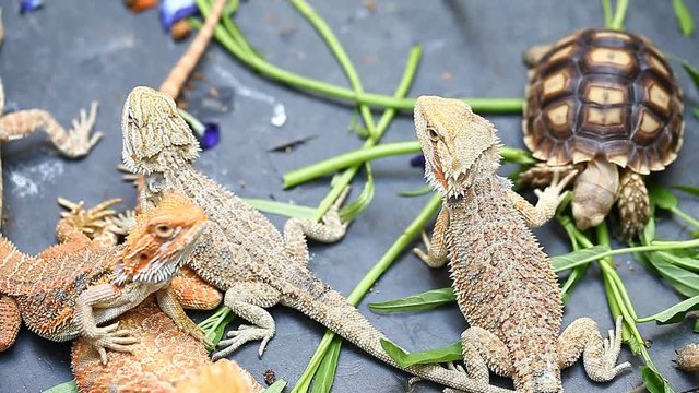 Lizard Agama - a common species of reptiles in Asia