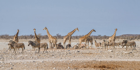 Busy Watering Hole