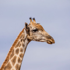 Obraz premium Giraffe